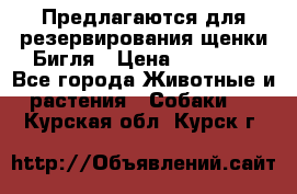 Предлагаются для резервирования щенки Бигля › Цена ­ 40 000 - Все города Животные и растения » Собаки   . Курская обл.,Курск г.